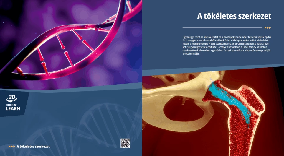 الهيكل المثالي