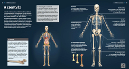 الهيكل العظمي