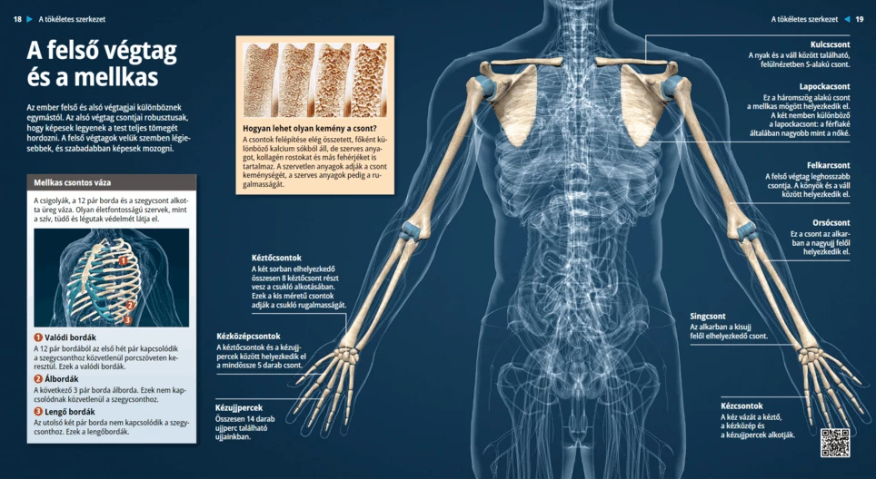 الصدر و األطراف العلوية