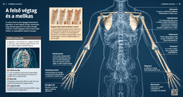 الصدر و األطراف العلوية