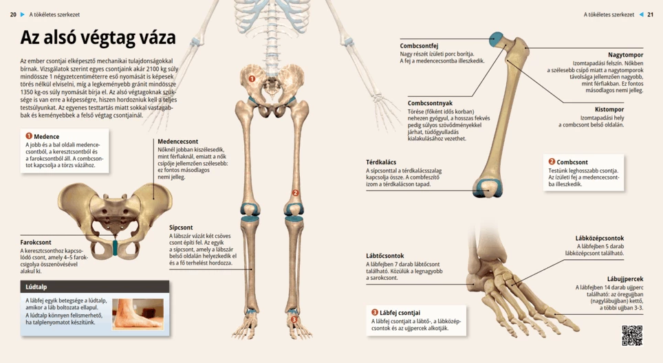 عظام الطرف السفلي
