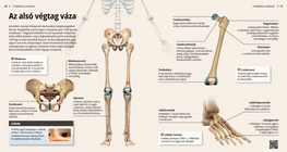 عظام الطرف السفلي