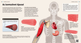 األنسجة العضلية