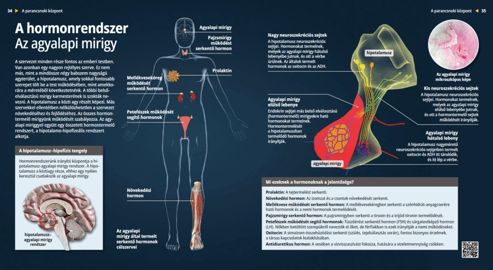 الجهاز الهرموني - الغدة النخامية