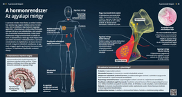 الجهاز الهرموني - الغدة النخامية