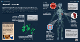 الجهاز اللمفاوي