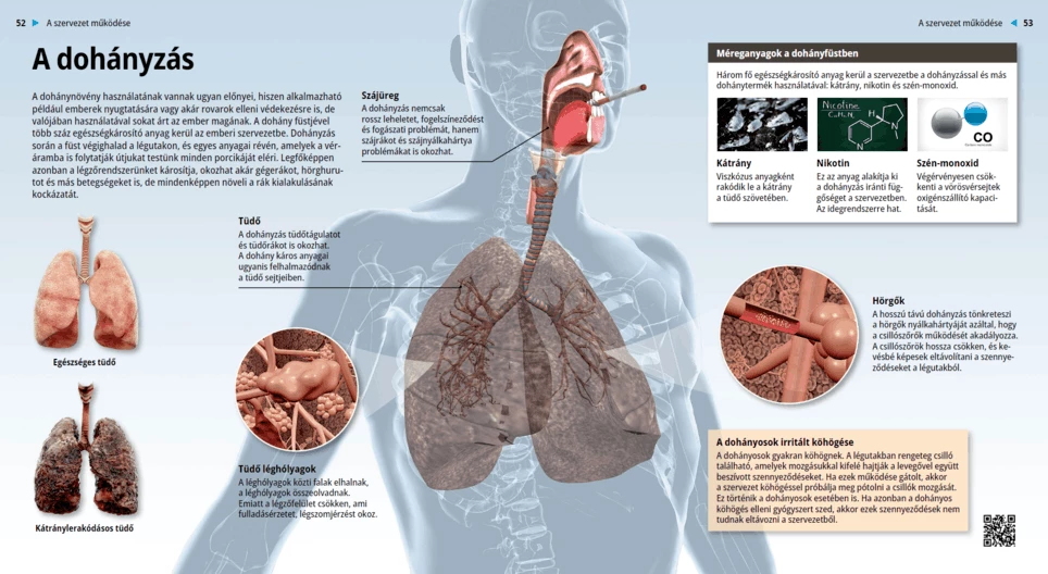 تأثير التدخين