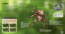 Scorpions: Small but Deadly