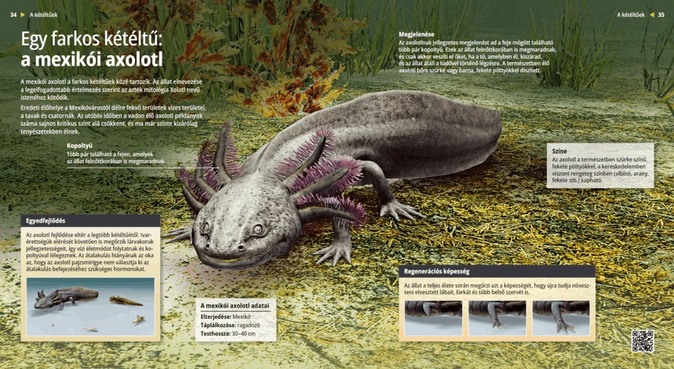 The Axolotl: An Oddball Amphibian