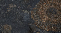 الحفريات الحية