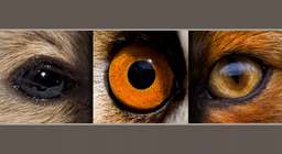 القوارض و الحيوانات المفترسة