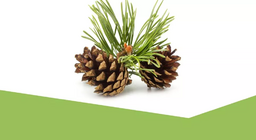 عالم الخضرة