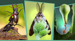 الحشرات في الغابة