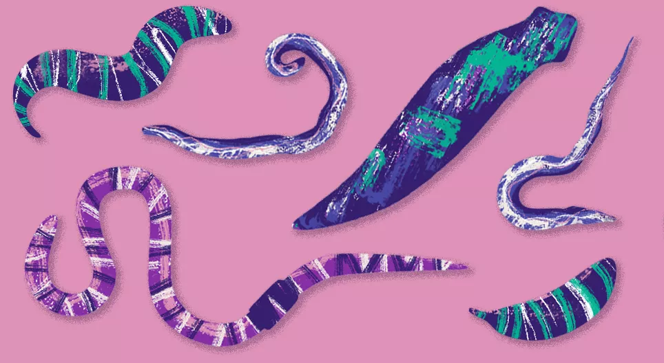 حيوانات غير مرئية: الديدان