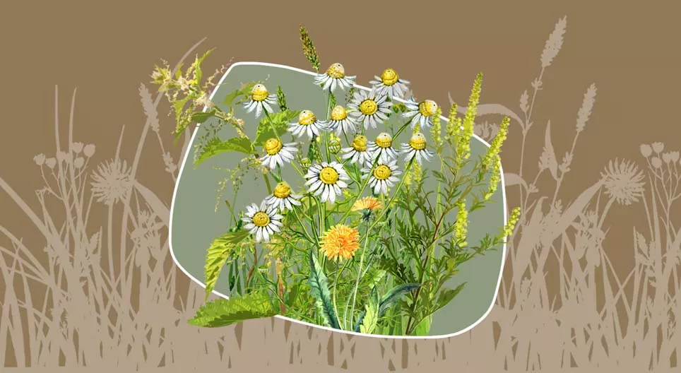 عشبة ضارة أو عشبة عطرية؟