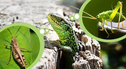 الحشرات و الحاشرات في المروج