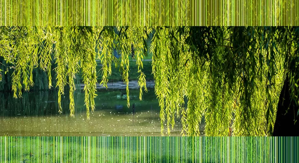 نباتات الواجهة البحرية