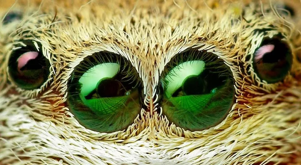 ماذا تخفي الشجيرات؟