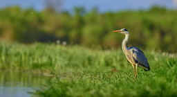 سكان المياه و الشواطئ