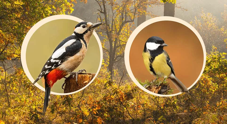 الطيور التي تعشش على الأشجار