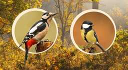 الطيور التي تعشش على الأشجار