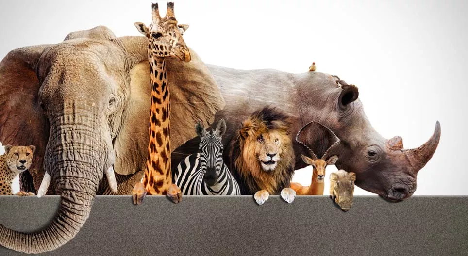 دعنا نذهب في رحلة سفاري!