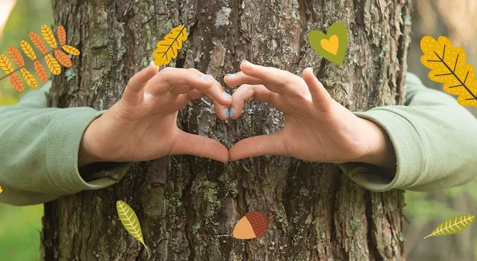 النظام البيئي للغابات