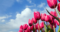 هل زرت حقل خزامى؟