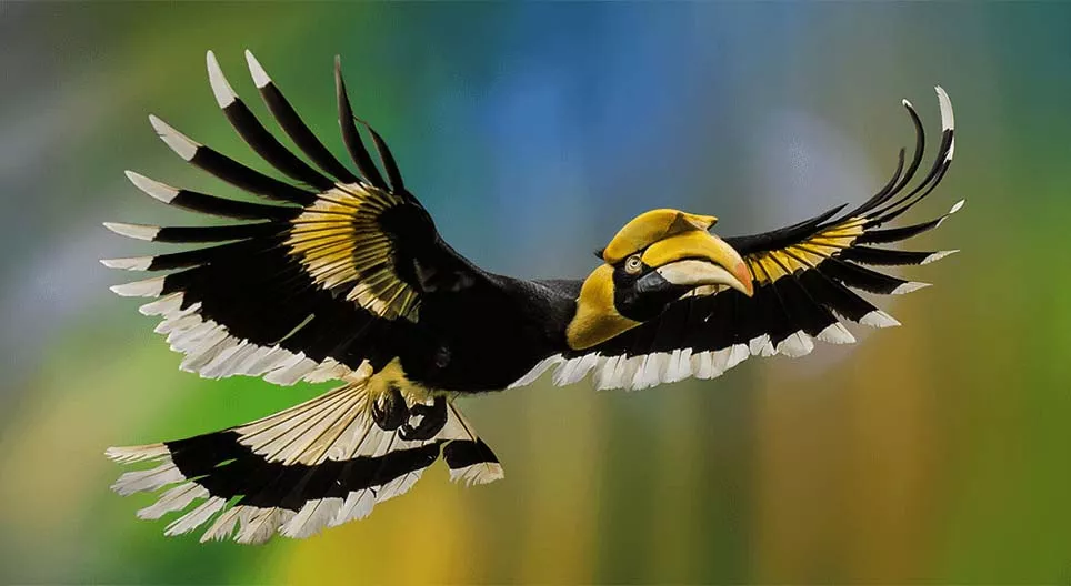 عالم الطيور