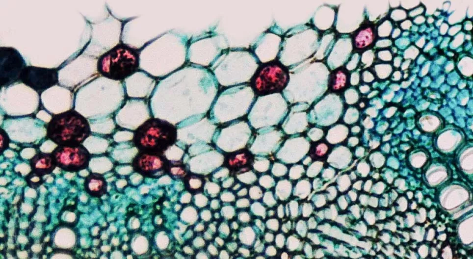 ما هي خصائص الأنسجة الوعائية للنبات؟