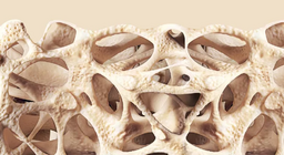 الأنسجة الضامة