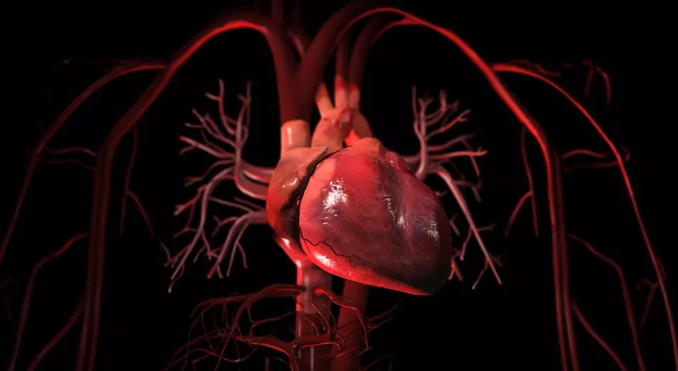 الدورة الدموية