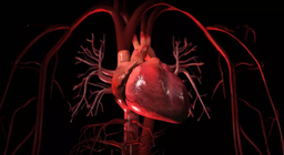 الدورة الدموية