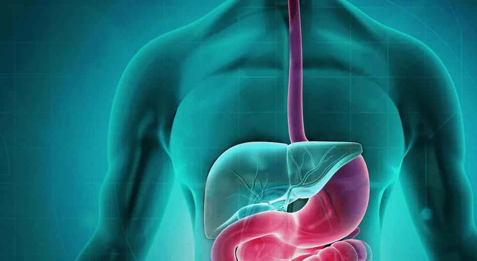 الجهاز الهضمي الأول: من تجويف الفم إلى المعدة