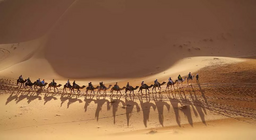 هل تنضم إلى القافلة؟