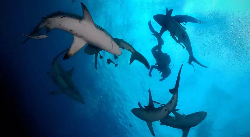 دعونا نغوص!