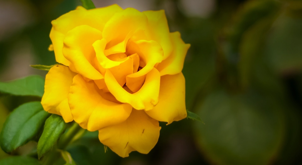 هل يوجد ورد جوري بلا شوك؟