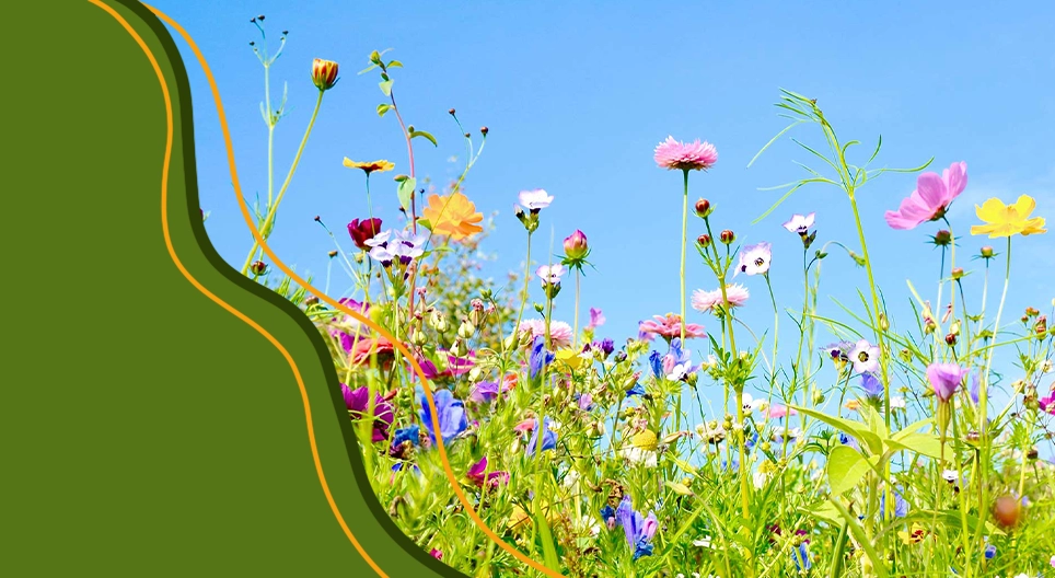 حياة النباتات المزهرة