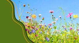 حياة النباتات المزهرة