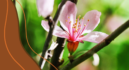 تشريح النباتات