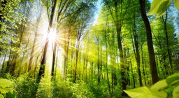 دعونا نتعرف على وجوه الغابات!