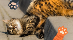 خرخرة الأصدقاء