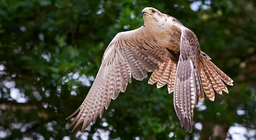 كيف تطير الطيور؟ الجزء الأول