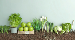 بذرة أم ثمرة؟