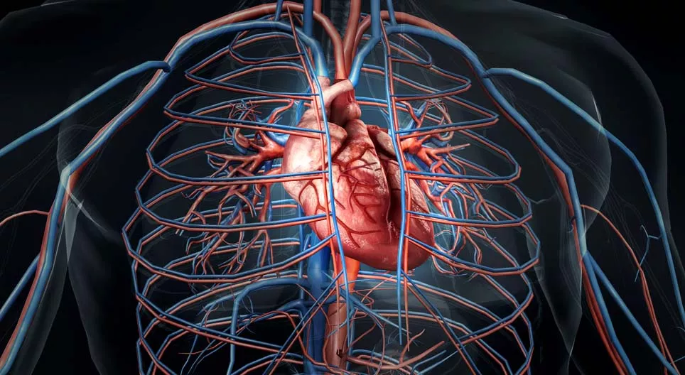 كيف ينبض قلبنا؟