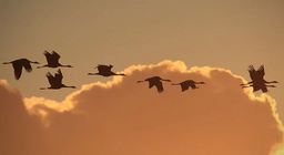 كيف تطير الطيور؟ الجزء 3