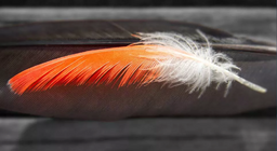 ما الذي وجد أولاً؟ الريش أو الطير؟