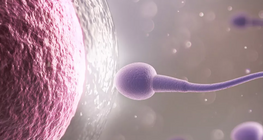 خلايا البويضة وخلايا الحيوانات المنوية