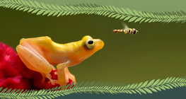 فقاري أم لافقاري؟