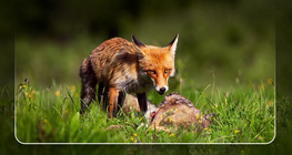 سلاسل غذائية